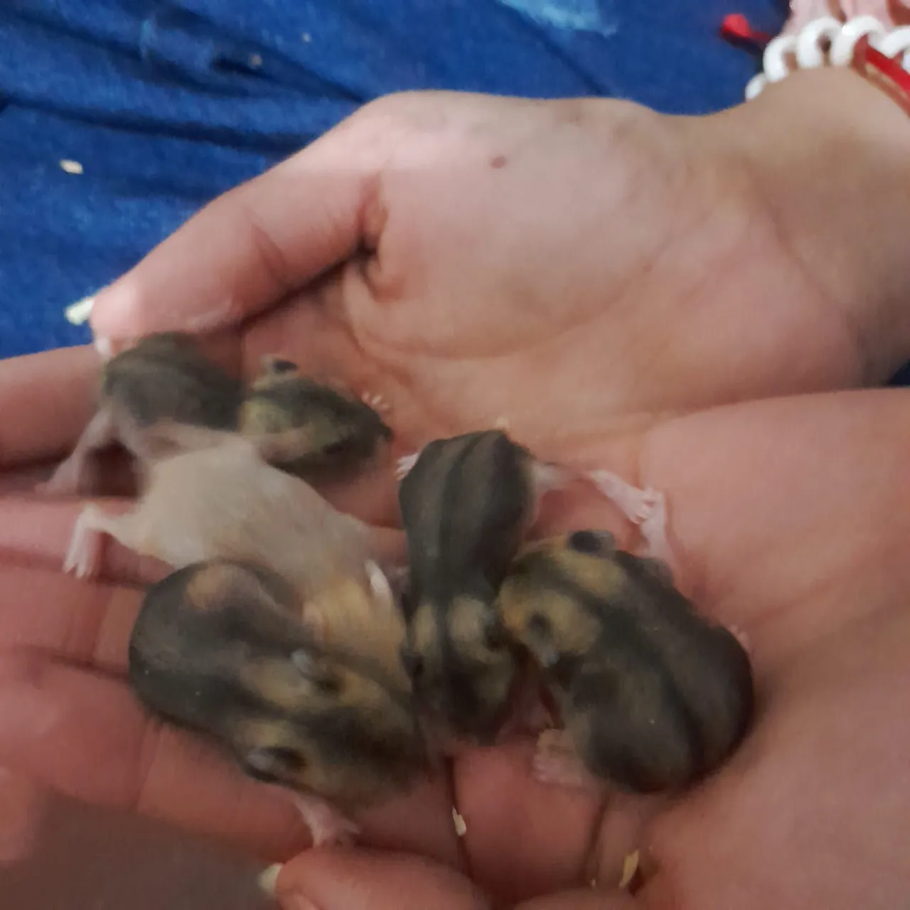 Filhotes de Hamster Sírios