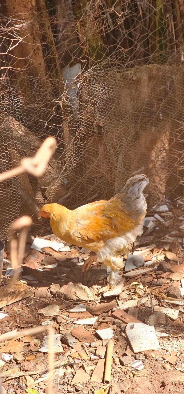 Frango Brahma Macho Puro!!! - Foto 2