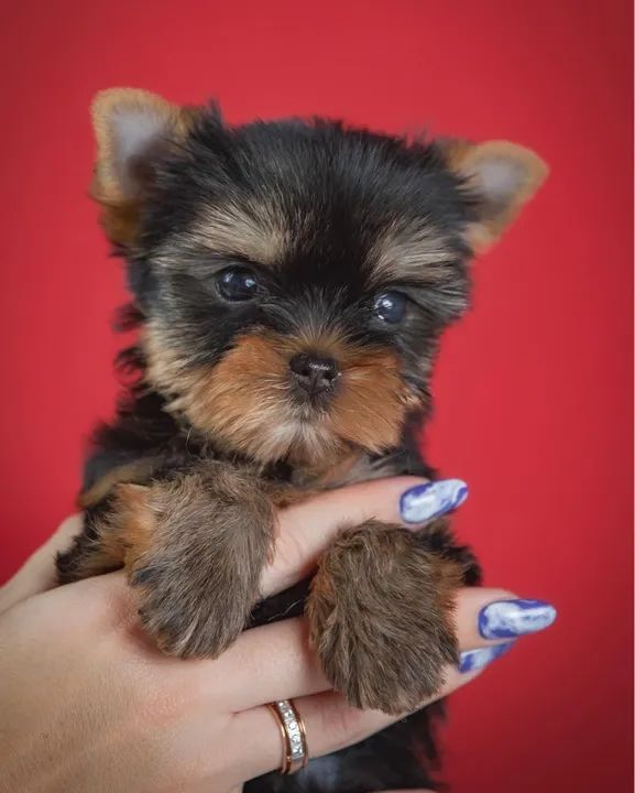 Yorkshire Terrier Micro Filhotes muito inteligente  - Foto 5