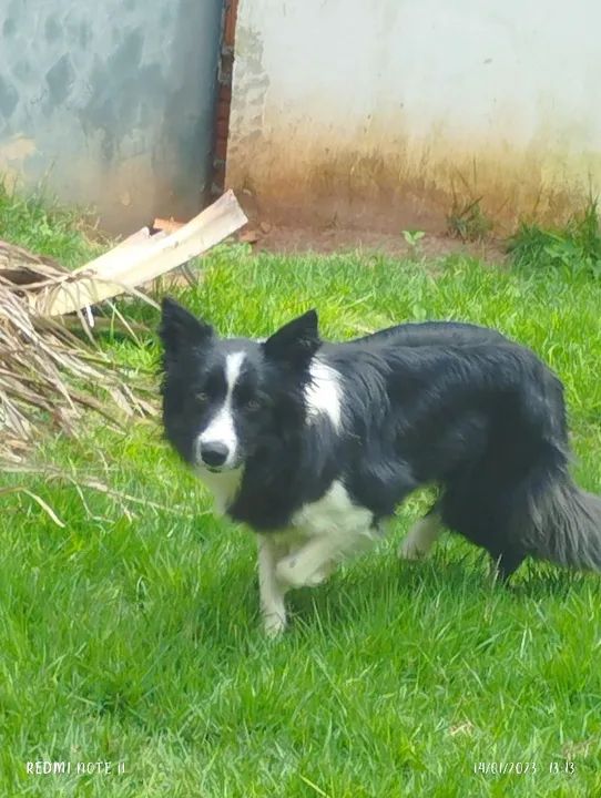 Fêmea border Collie  - Foto 2