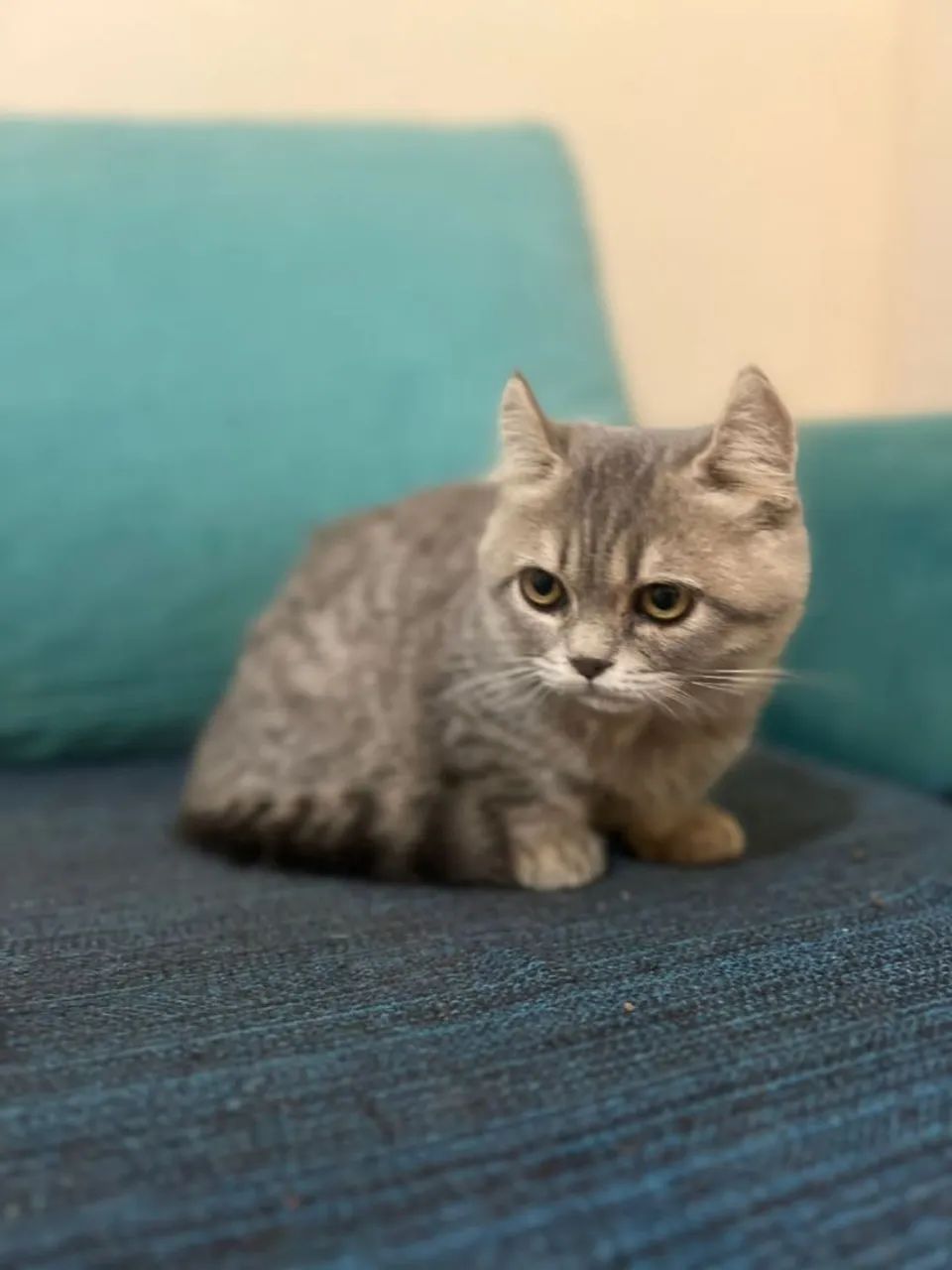 Munchkin kinkalow blue tabby macho - Foto 3