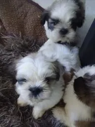 feminhas de shih tzu