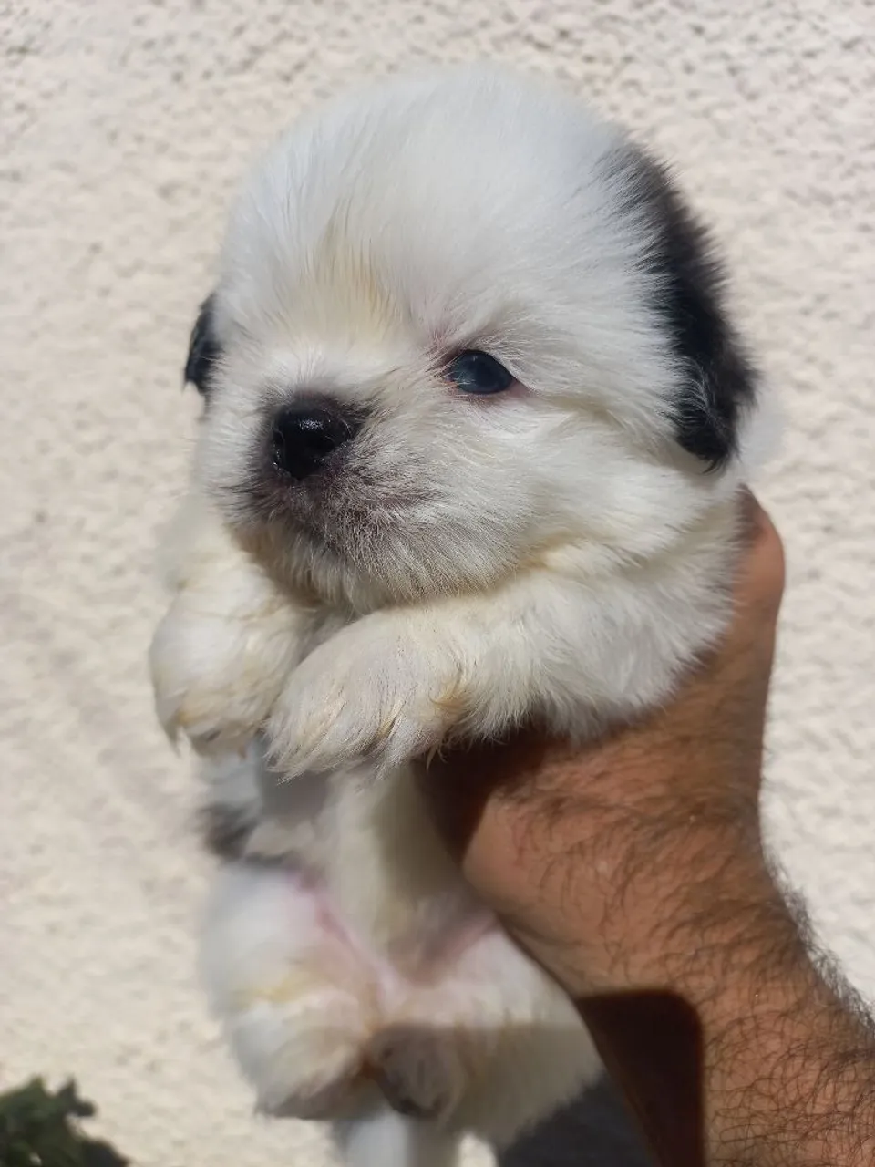 Shihtzus machinhos mini olhos verdes