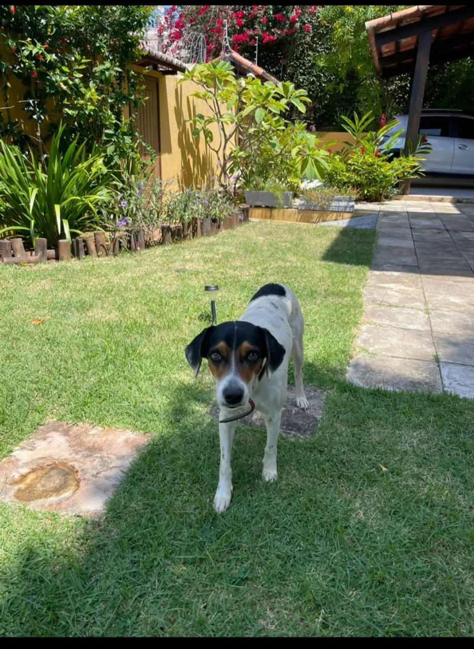 Cão SRD