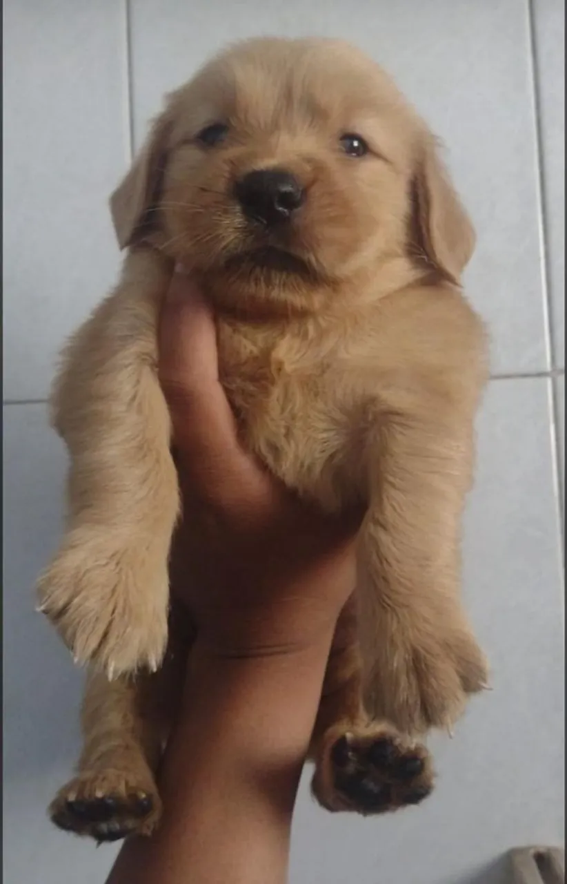 Filhotes de Golden Retriever | Ele derrete corações por onde passa