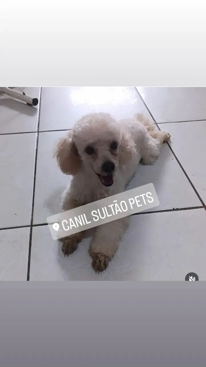 Poodle toy @canilsultaopets - Foto 3