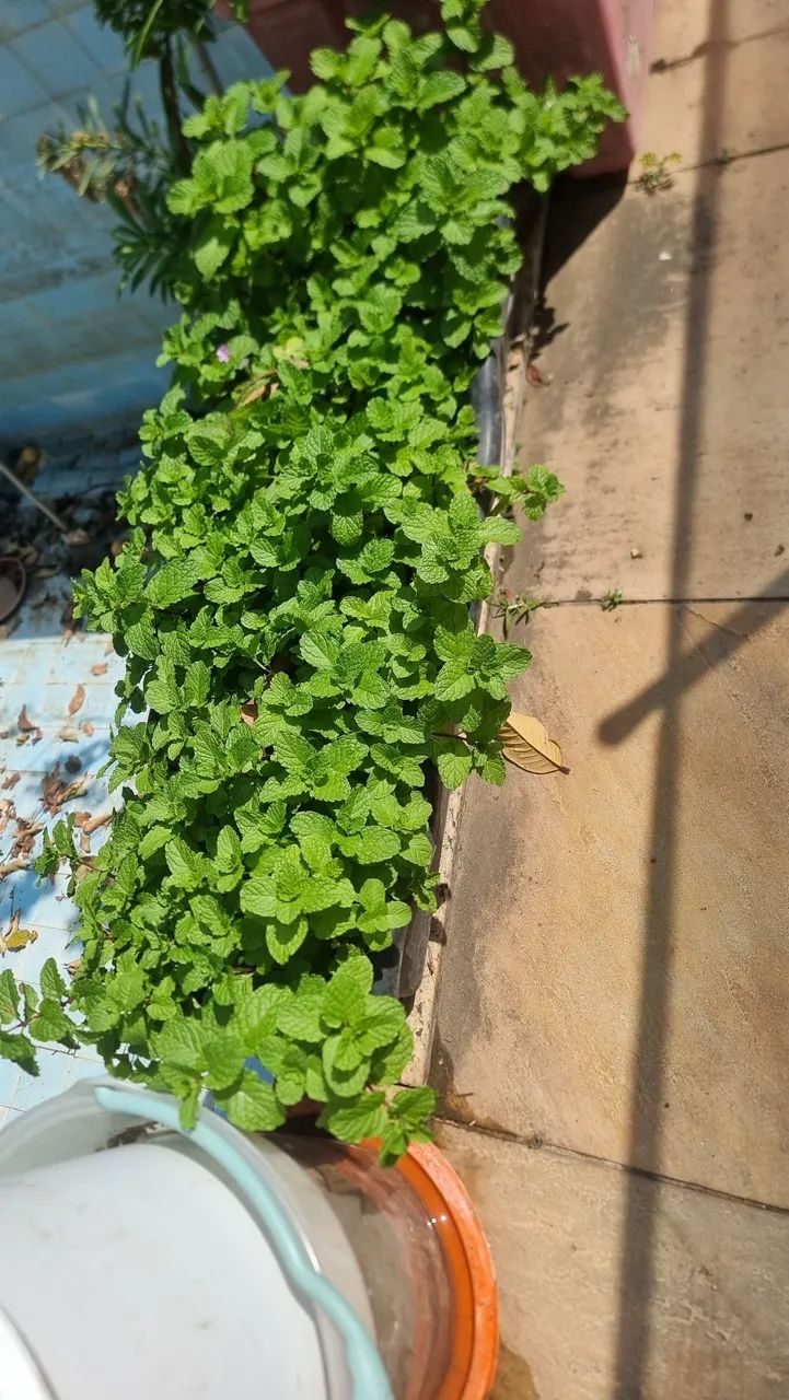 Vaso de hortela organica com muita terra adubada e organica tambem