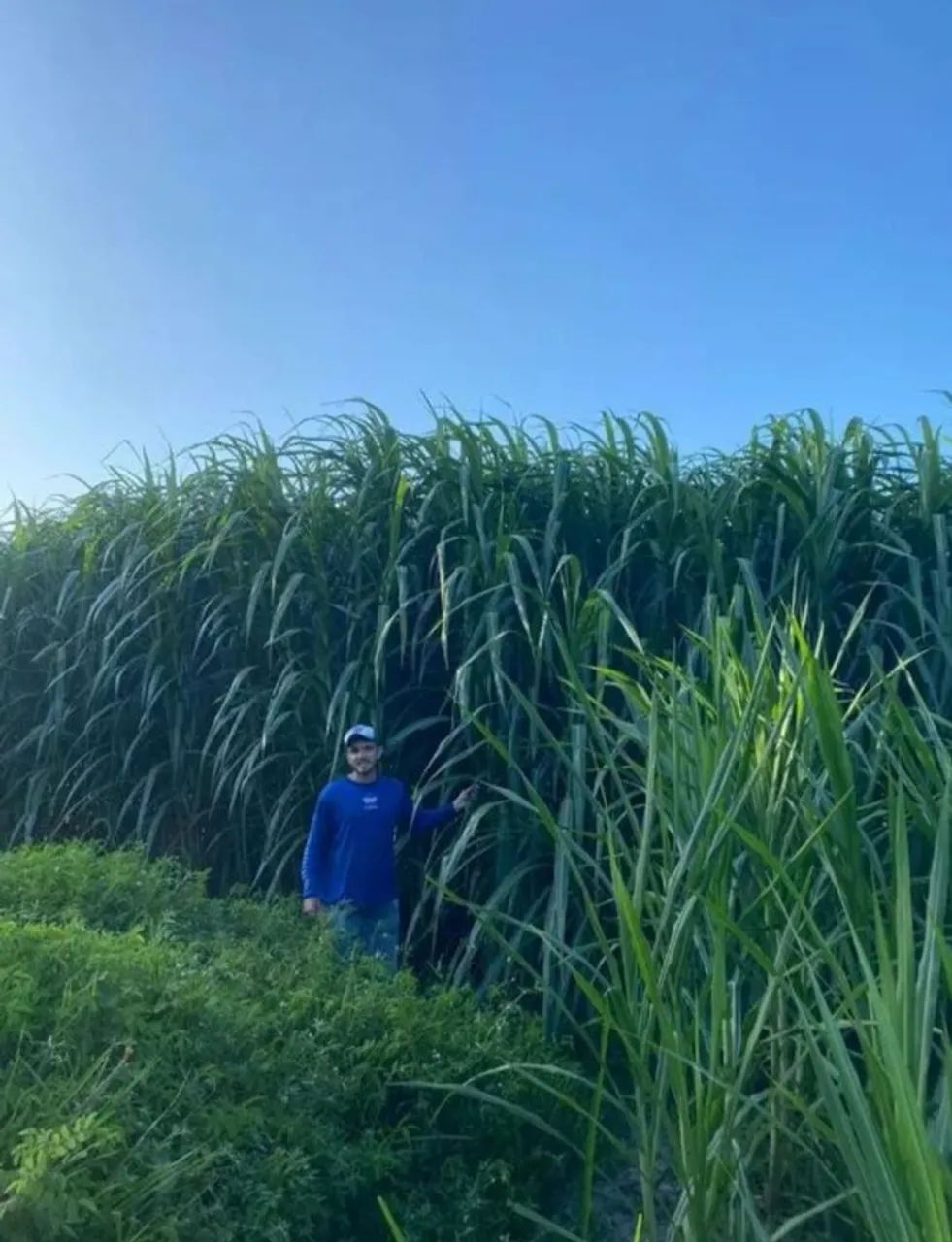 JA JA CHEGA O VERAO ,PLANTE AGORA BRS CAPIAÇU E KURUMI 