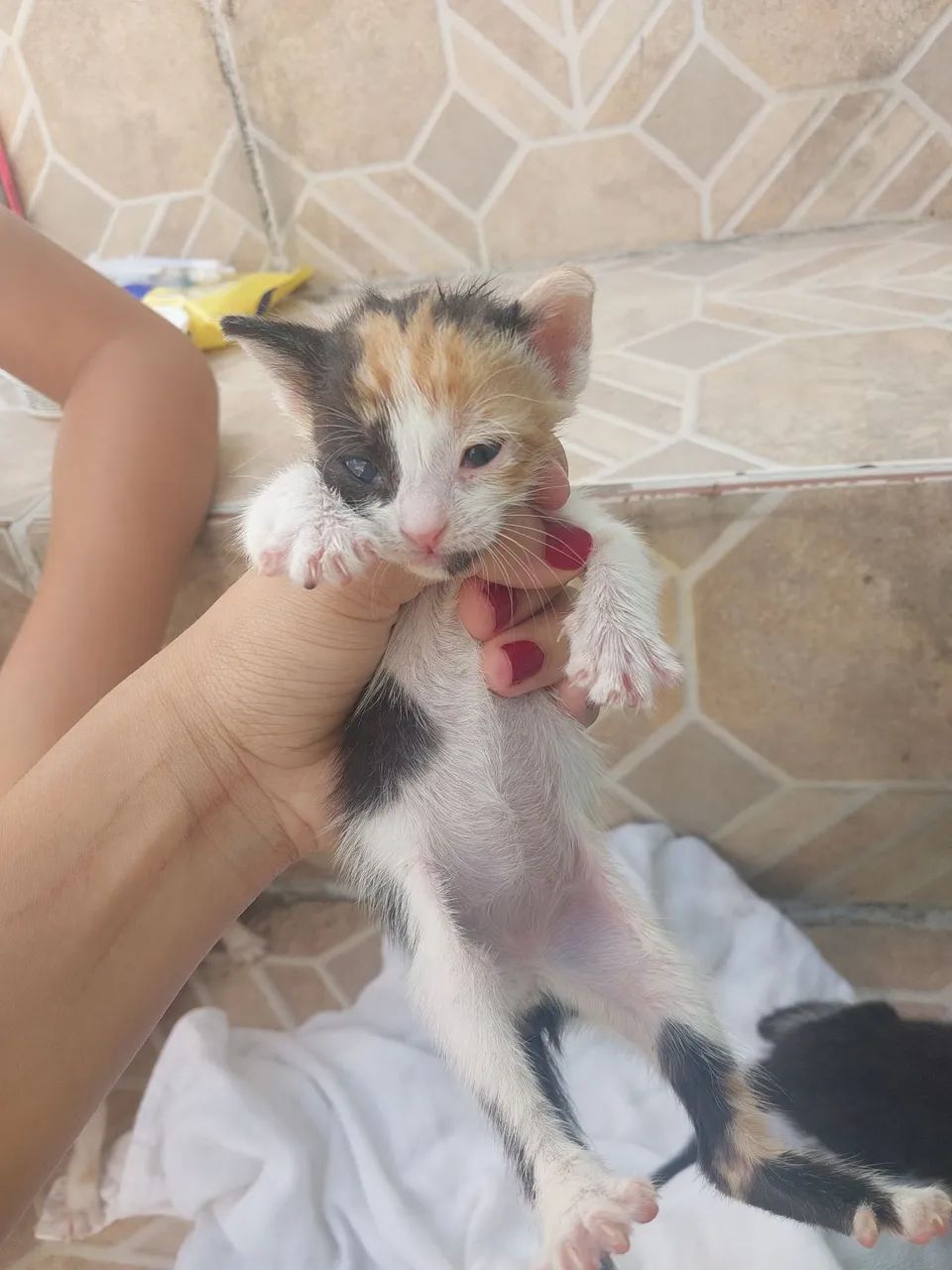 Responsável muito novinhos uma fêmea e dois machos - Foto 3