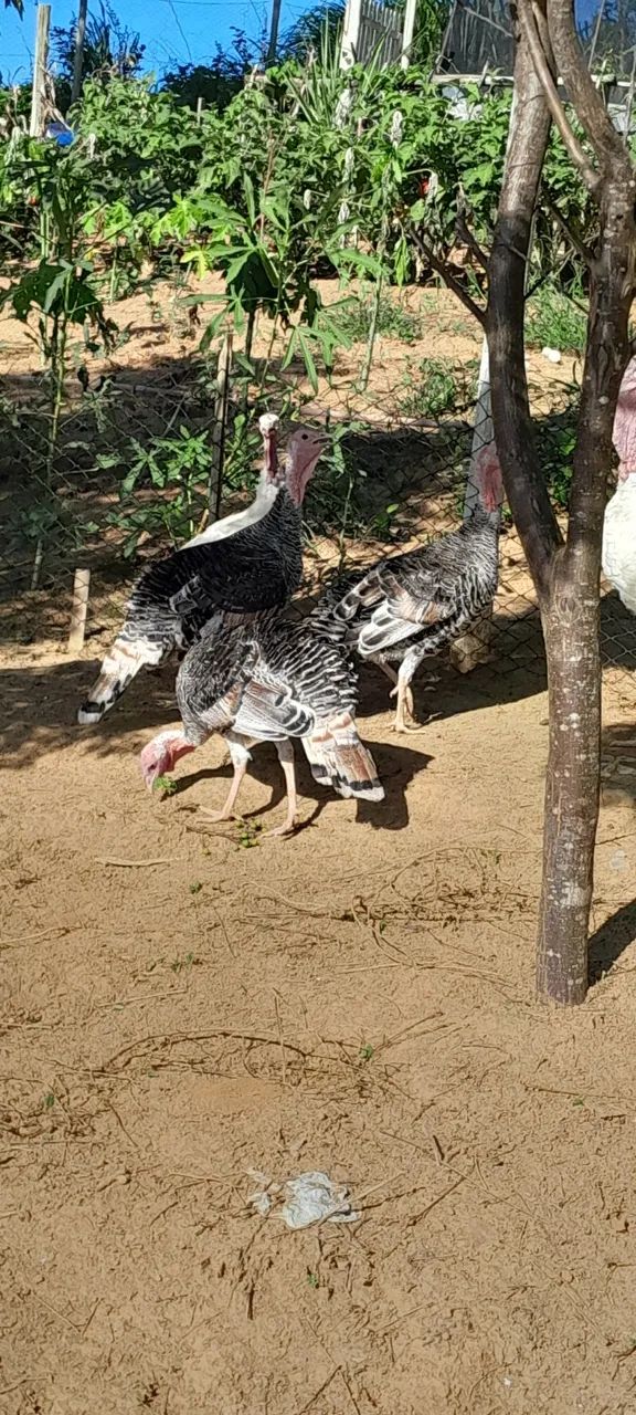 Peru à venda - Foto 4