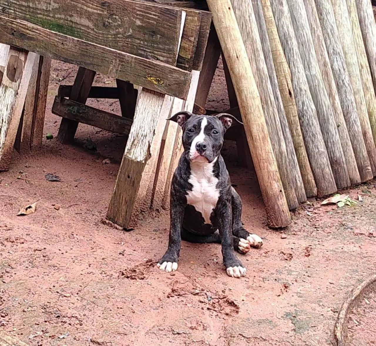 Filhote de Amstaff  - Foto 4