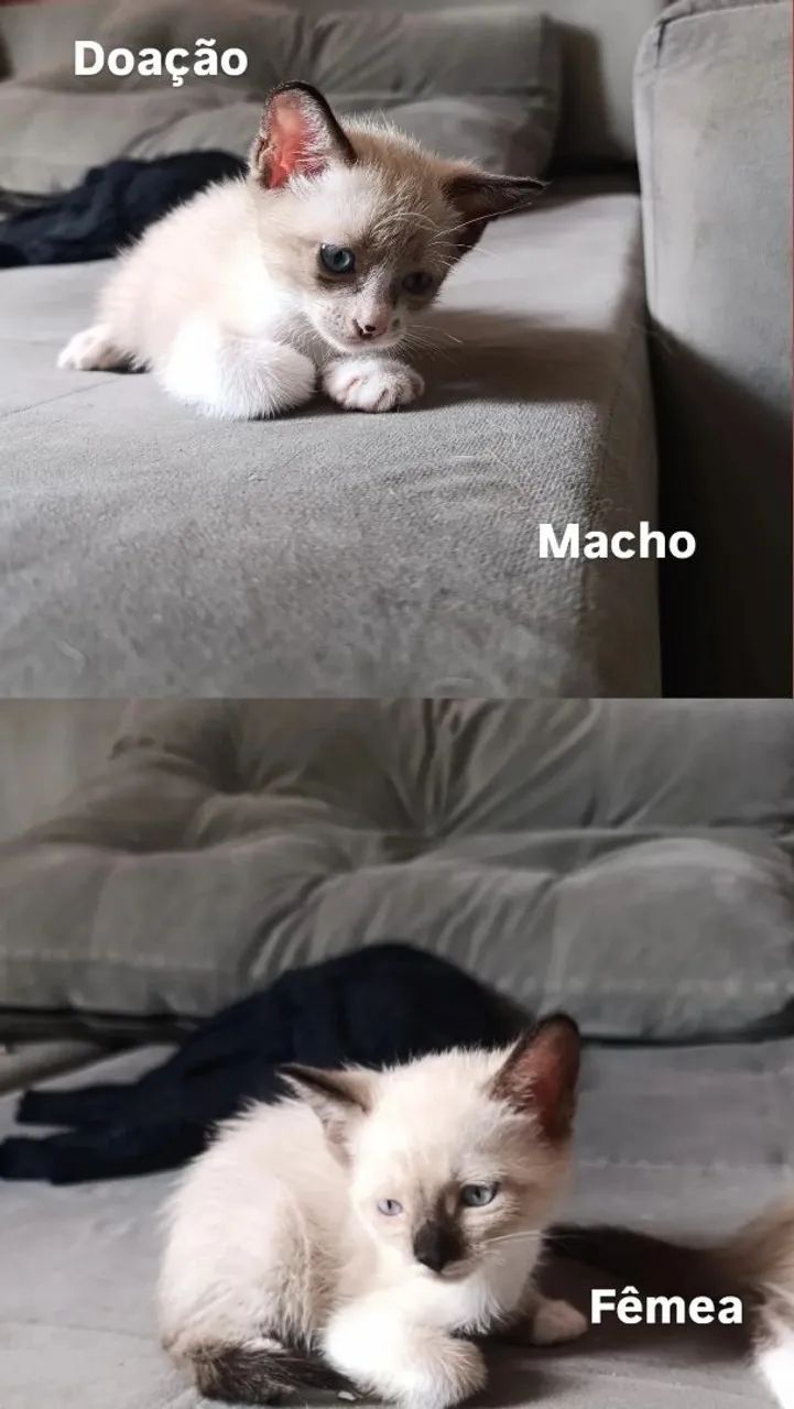 Gatinhos pra doação 