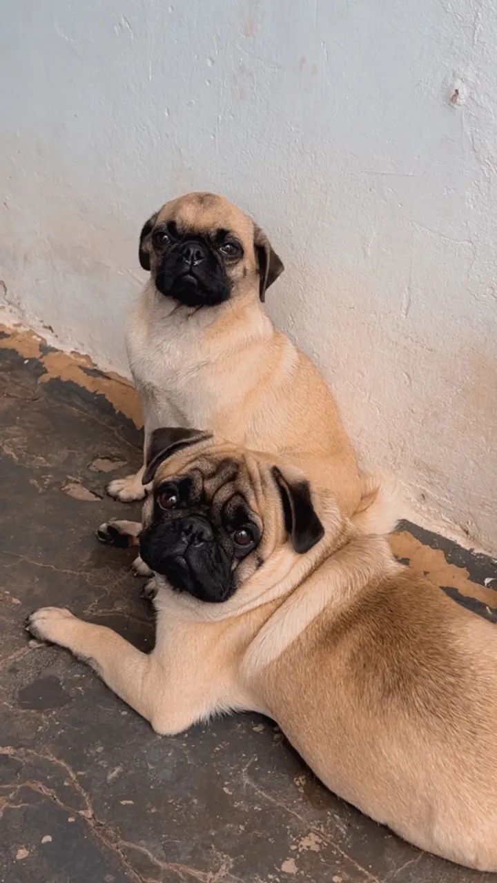 Casal de pug  - Foto 4