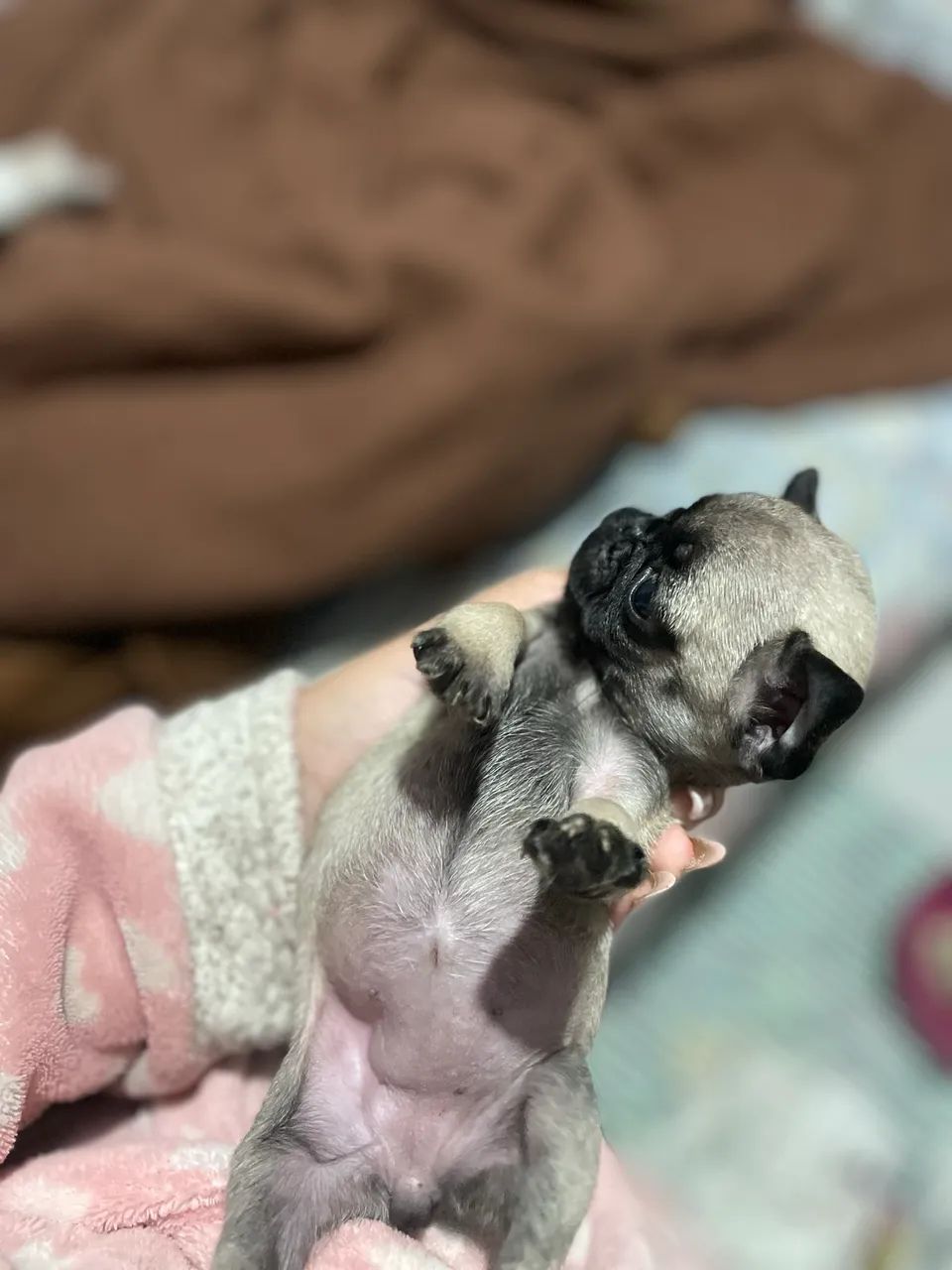 Filhote de pug  - Foto 3