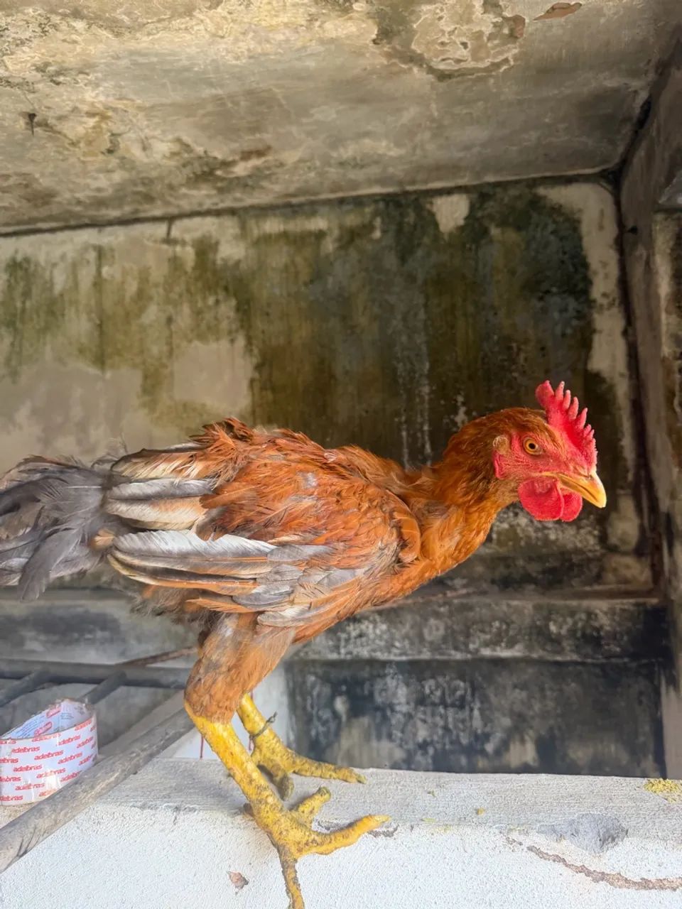 Frango galo