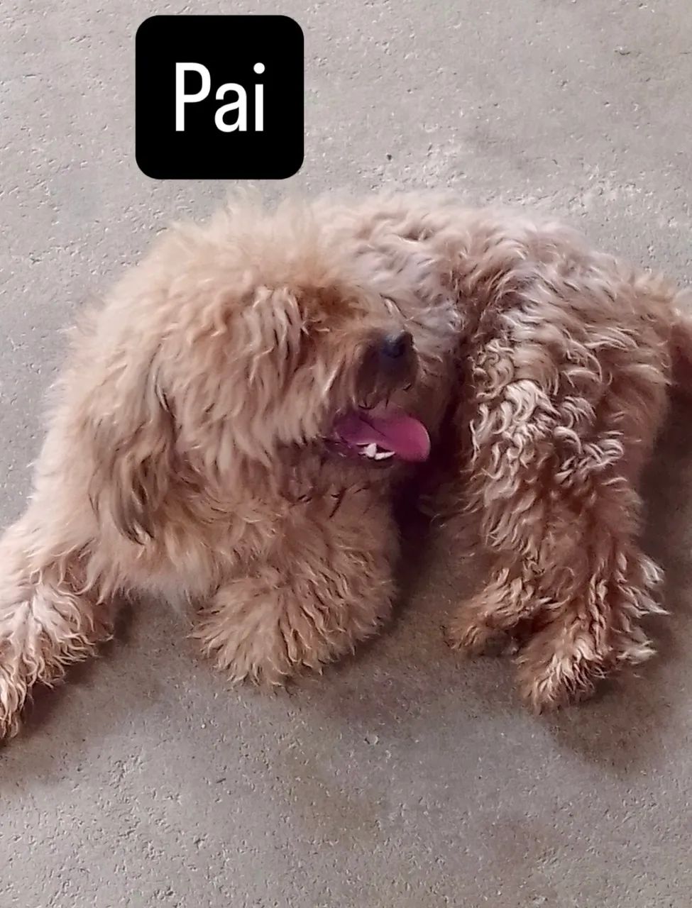 Filhote de poodle  - Foto 3