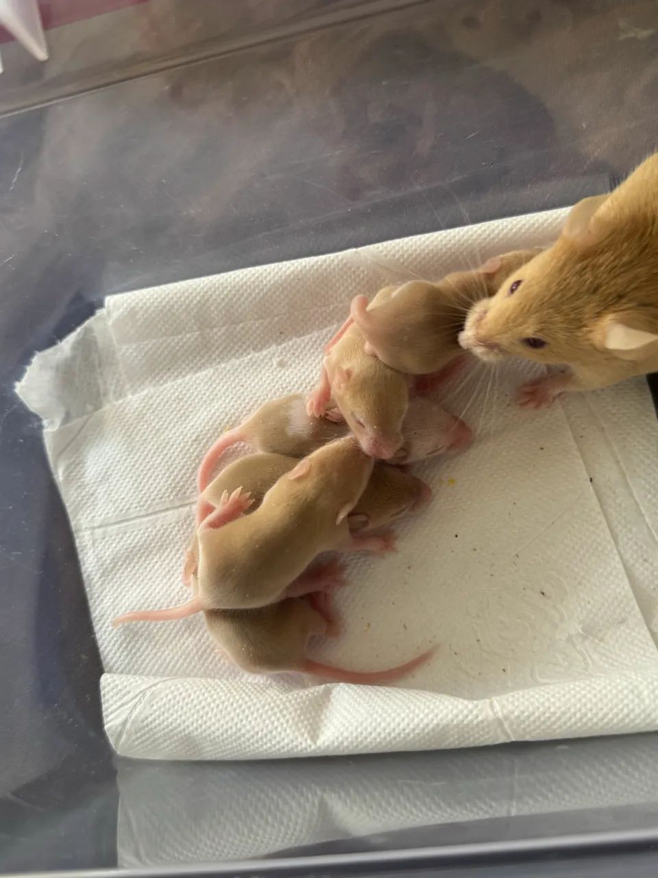 Camundongos- roedores para alimentação ou Pet  - Foto 3