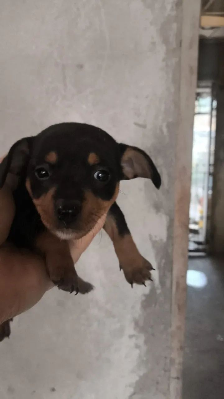 Filhote de pinscher macho  - Foto 3