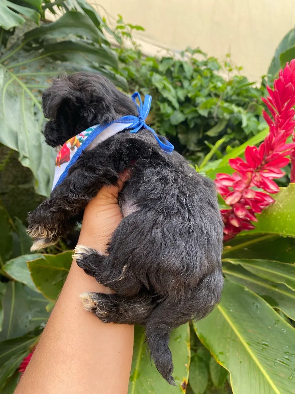 Machinho de shiztu  - Foto 3