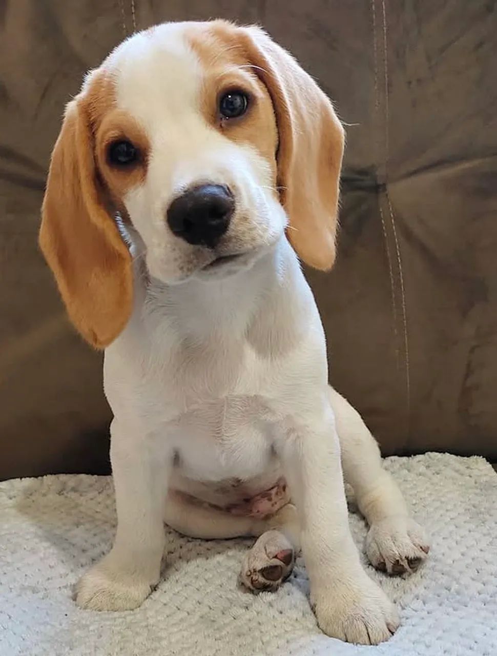 Beagle filhote com vacinação em dia