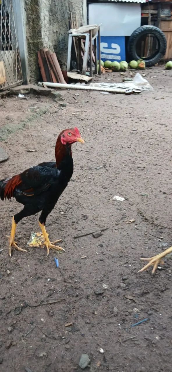 Frango de raça  - Foto 2