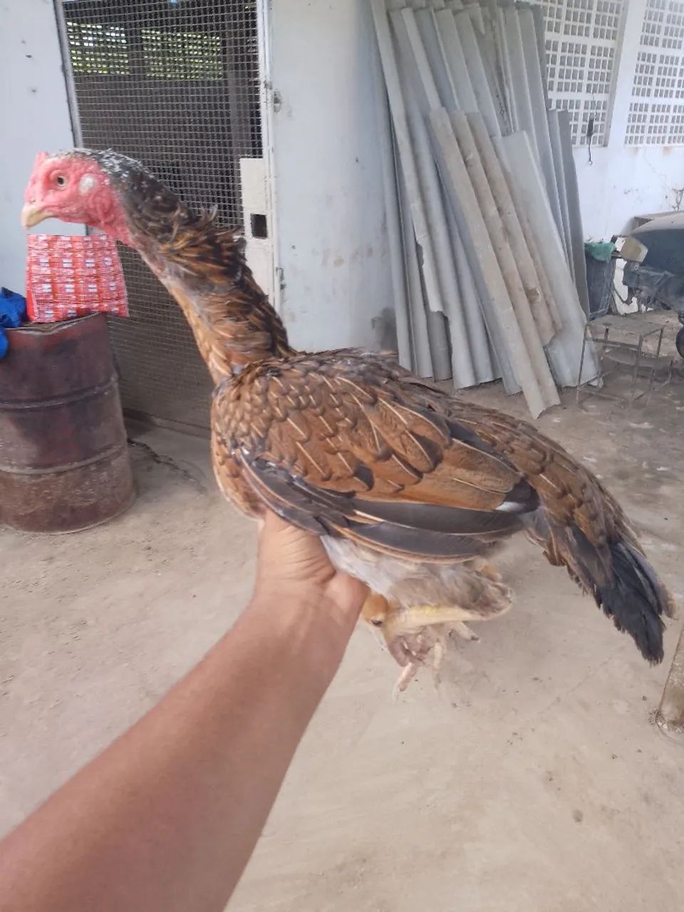 Galinha de precedência  - Foto 3