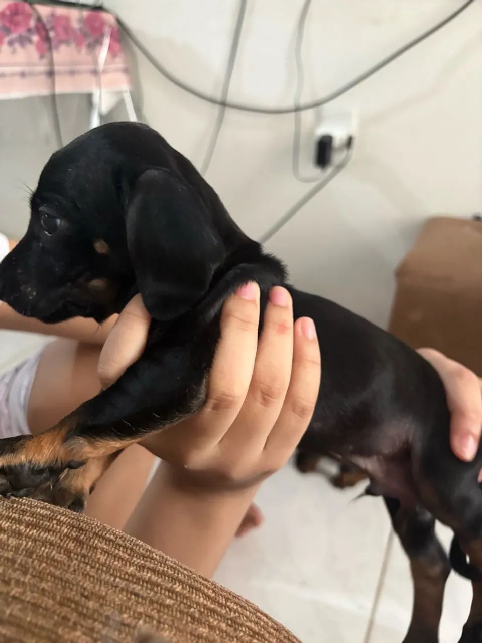 Dachshund Original  - Foto 2