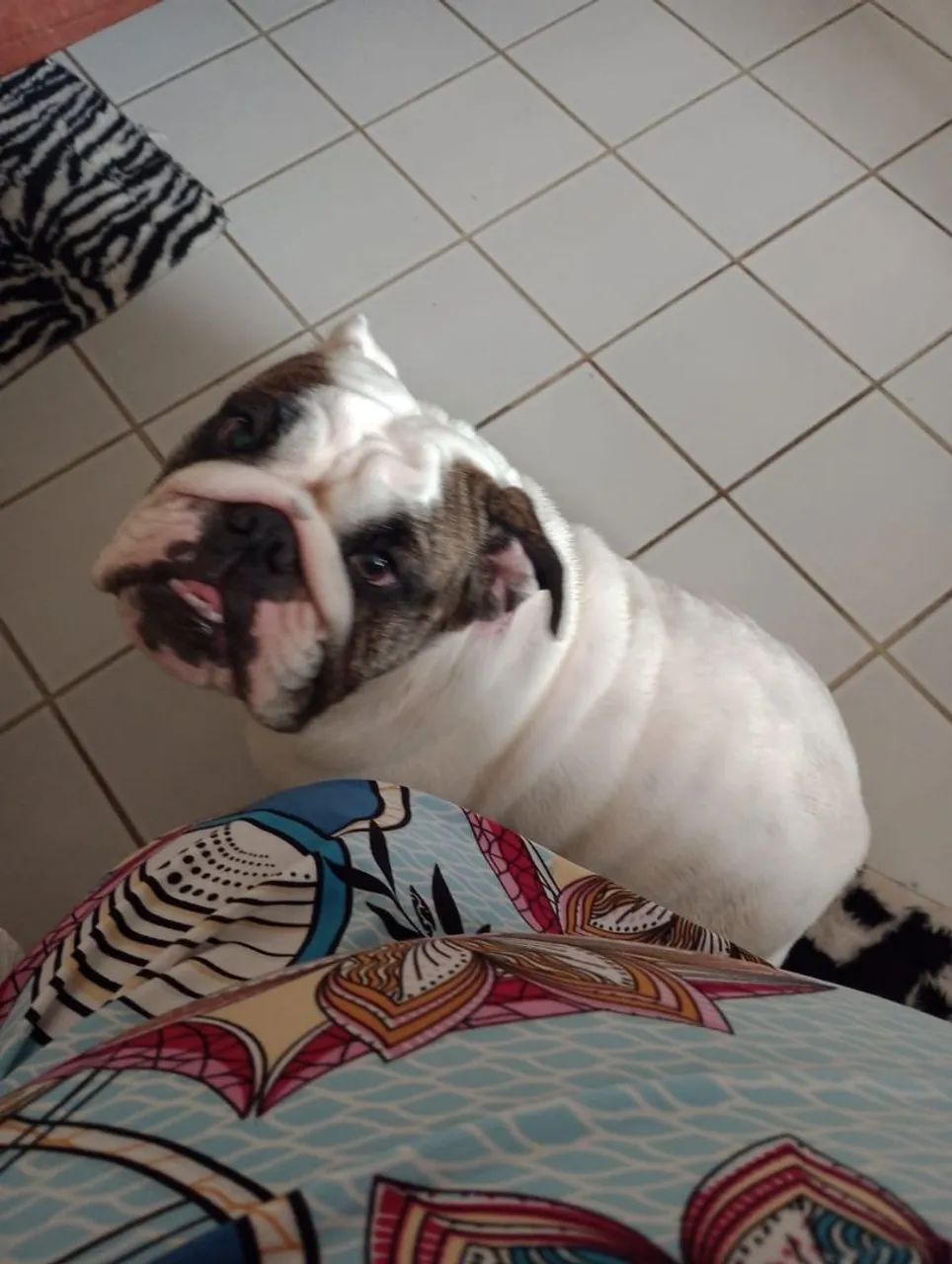 Buldog inglês  - Foto 5