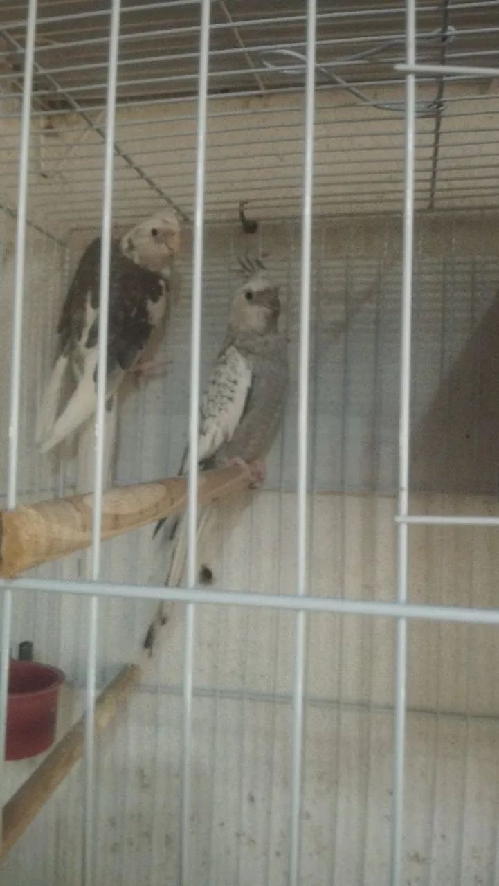 Gaiolas novas  - Foto 3
