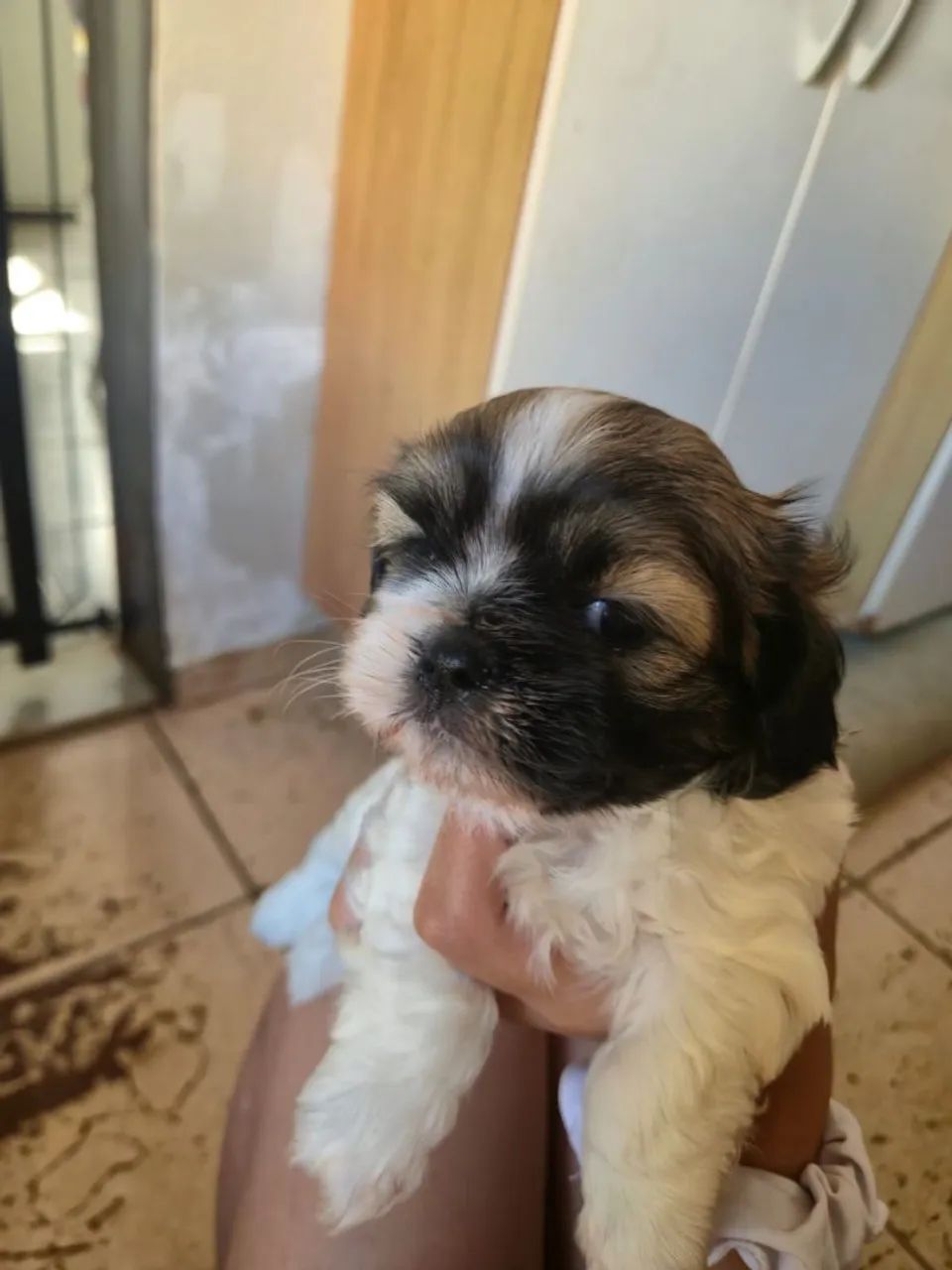 Shitzu  - Foto 3