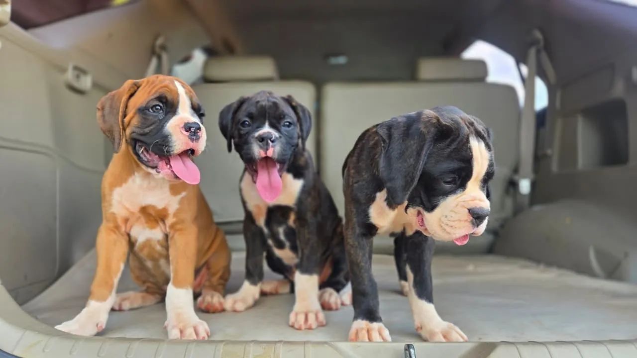 Filhotes de Boxer - Foto 5