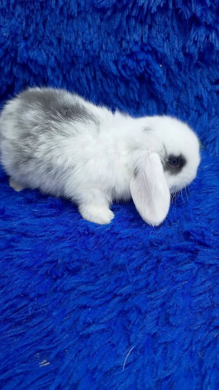 Mini coelho bicolor  - Foto 2