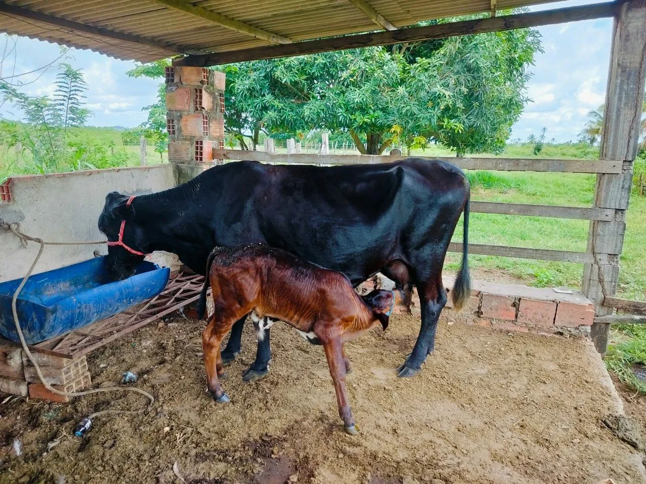 vacas pra vender  - Foto 3