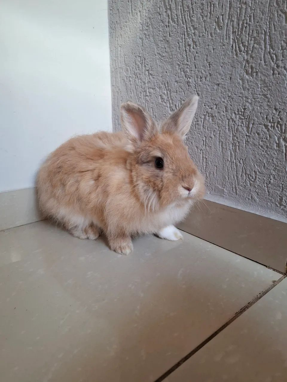 Coelha Lion - Foto 4