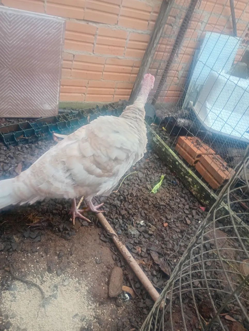 Perua - Foto 4