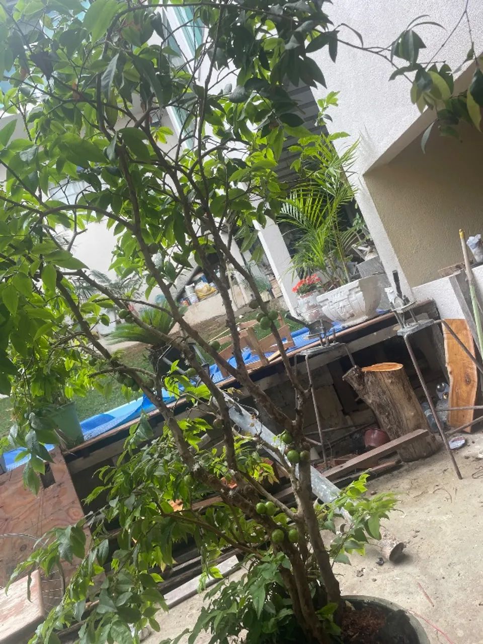 pé de jaboticaba  - Foto 2