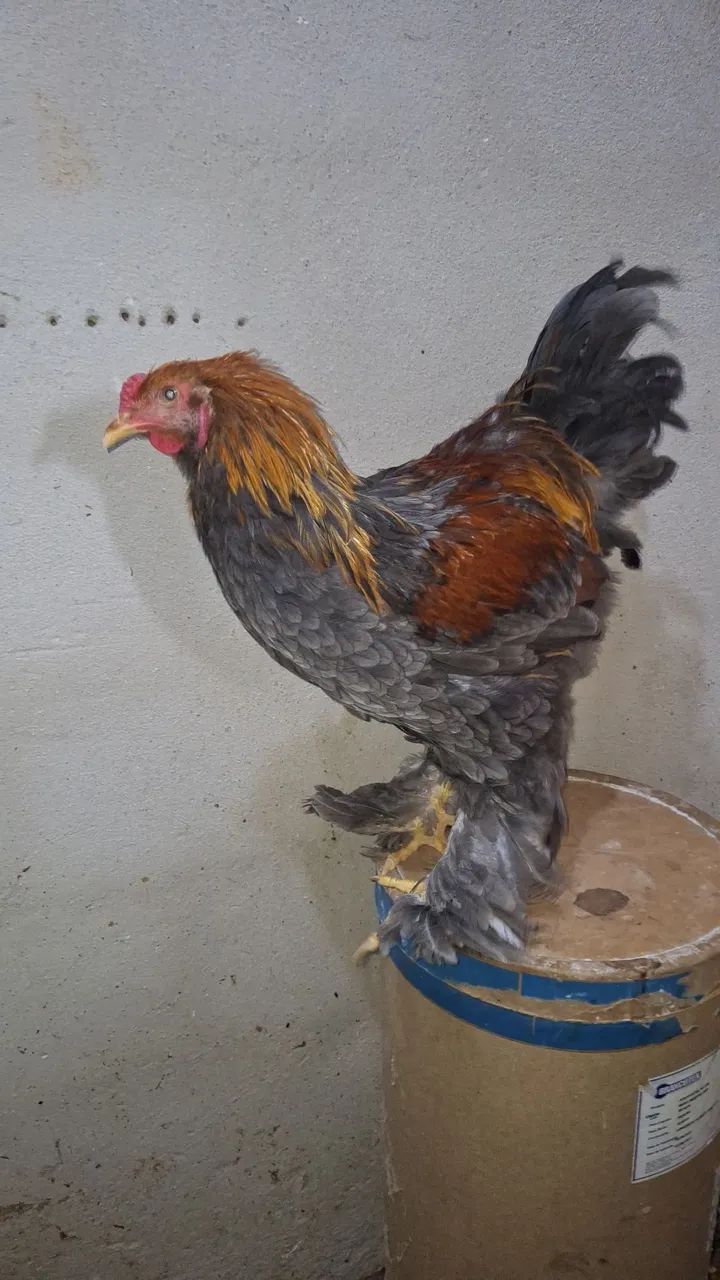 Frango brahma Perdiz azul.
