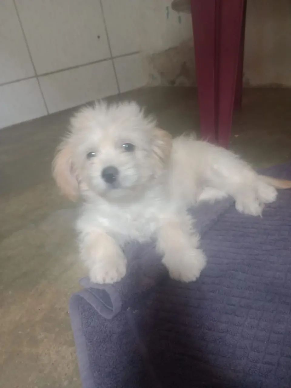 Poodle macho - Foto 4