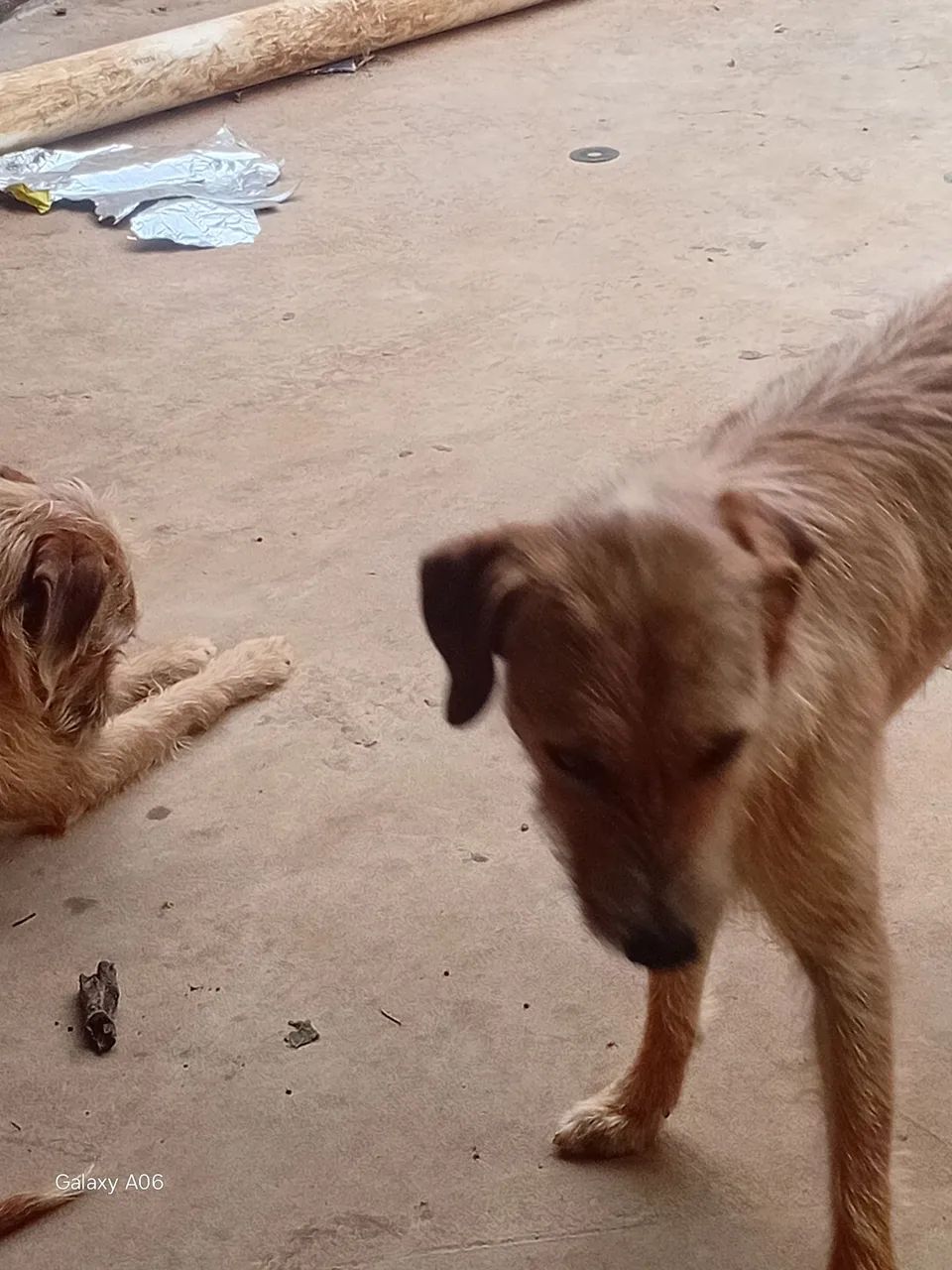 Doação de cães  - Foto 2