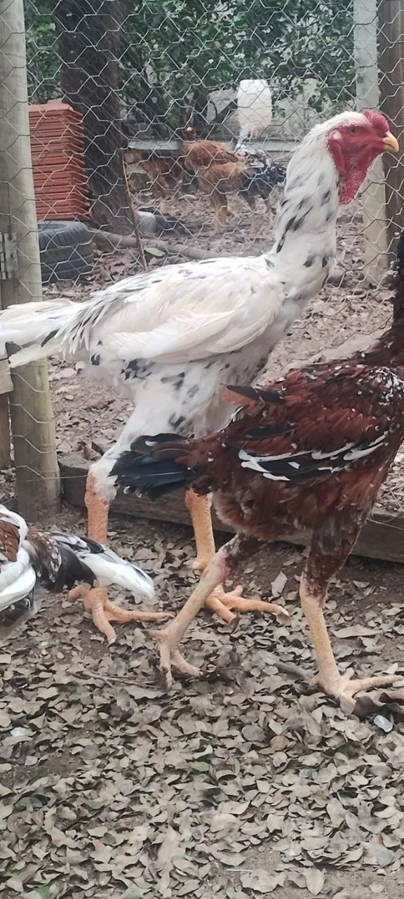 Frango índio gigante  - Foto 5