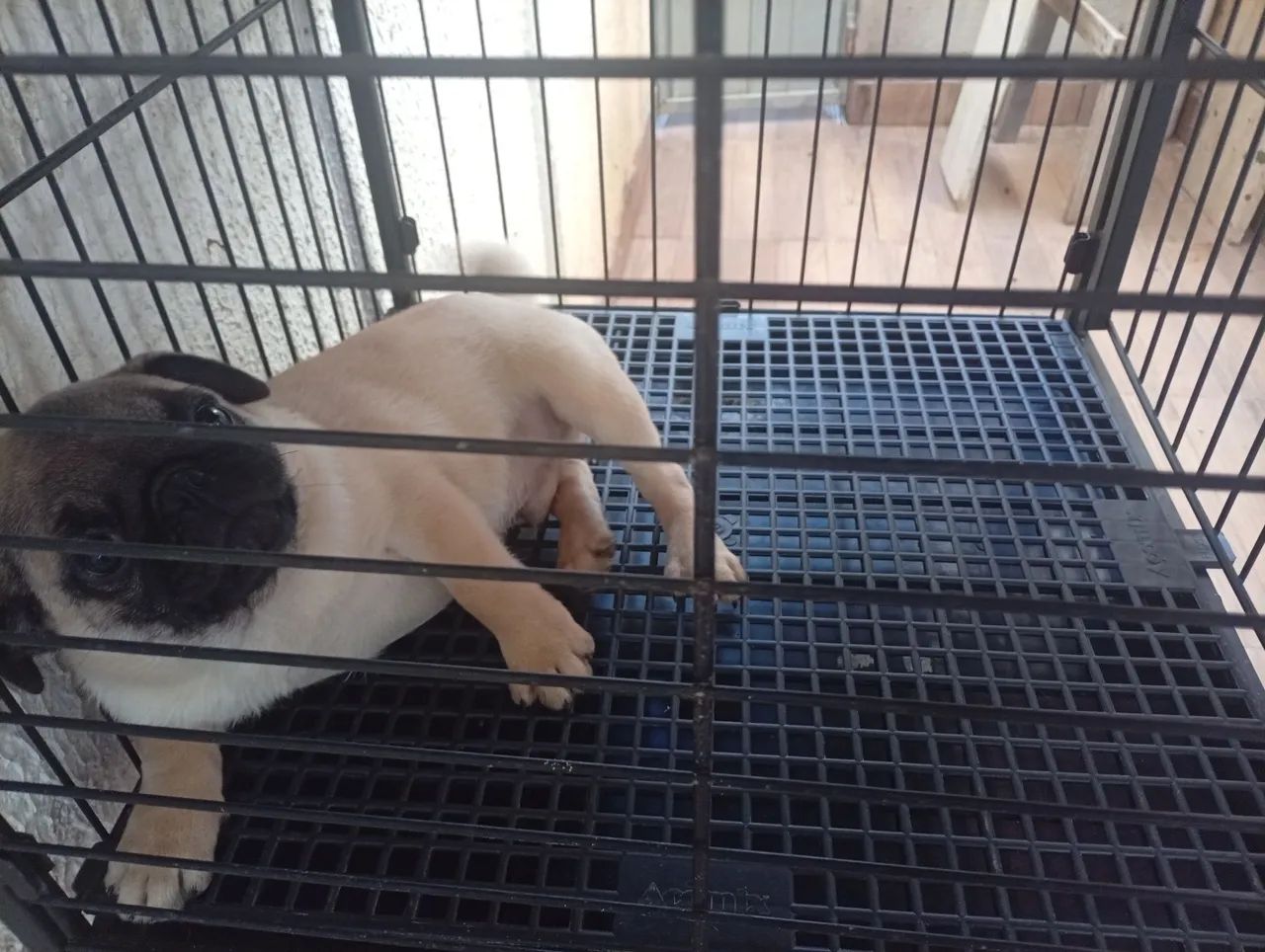 Cachorro  - Foto 4