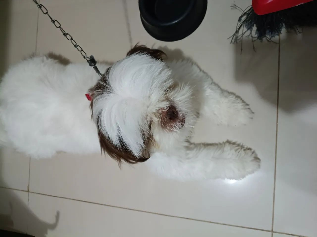 Shitizu 1ano e meio puro