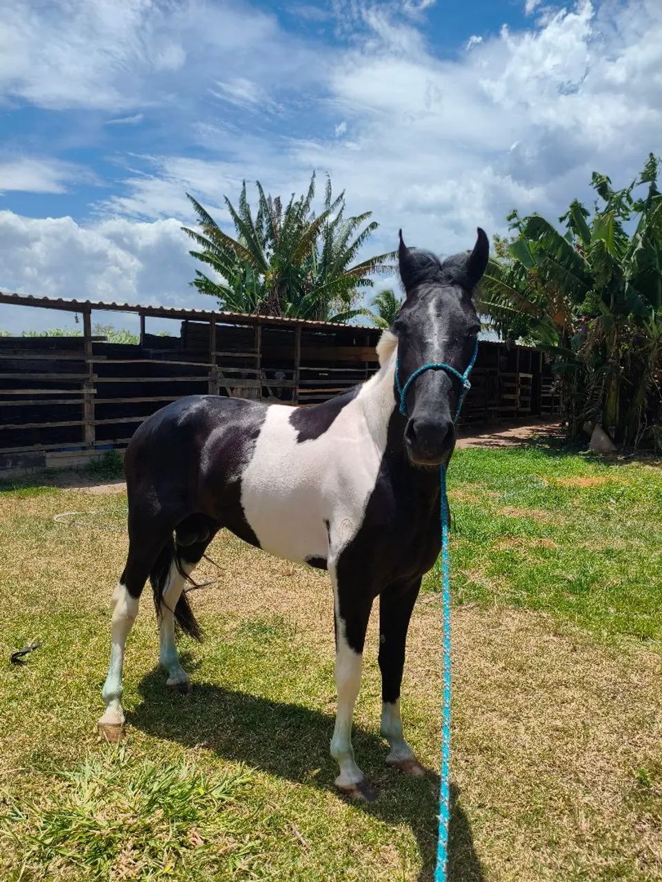 Garanhão MM  - Foto 2