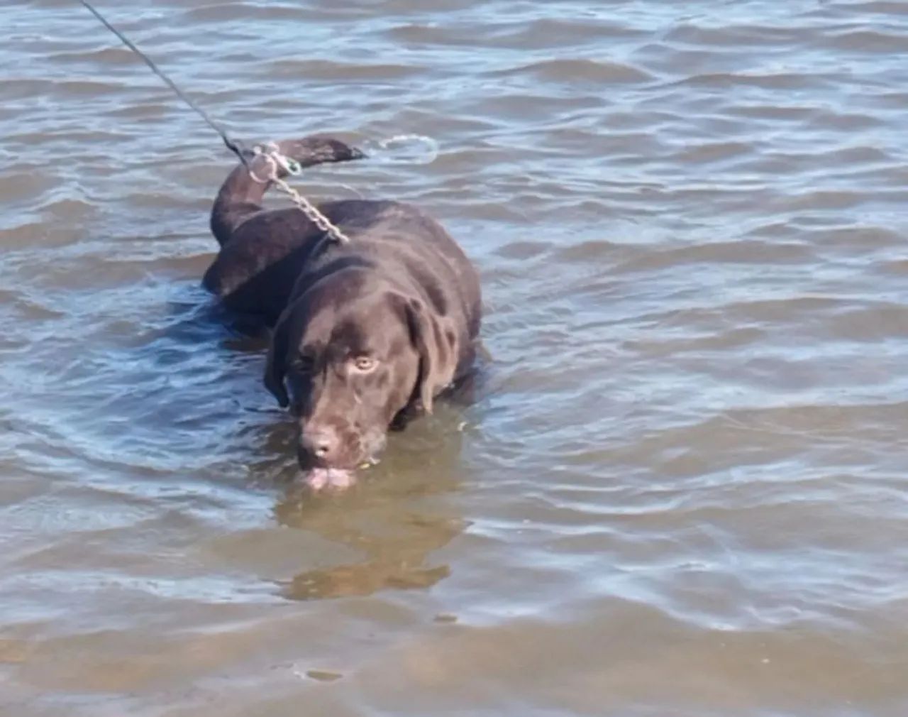 Labrador macho 10 meses  - Foto 2