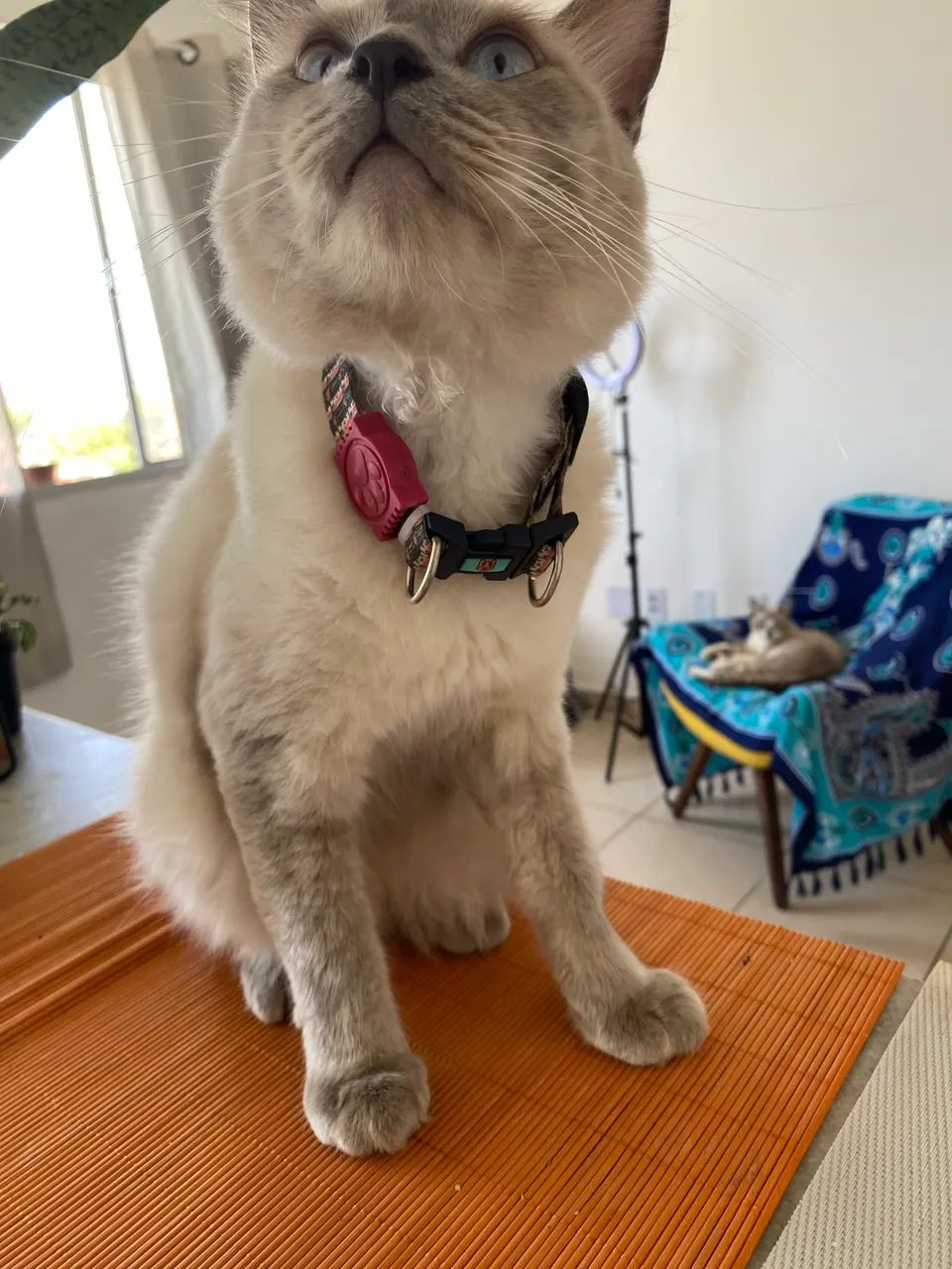 Gato para adoção responsável CASTRADO