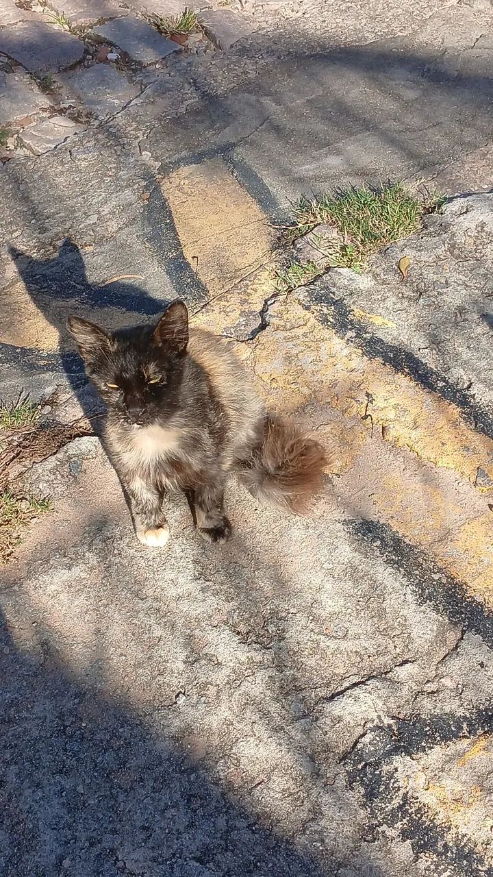 Gatinhos castrados para adoção  - Foto 5