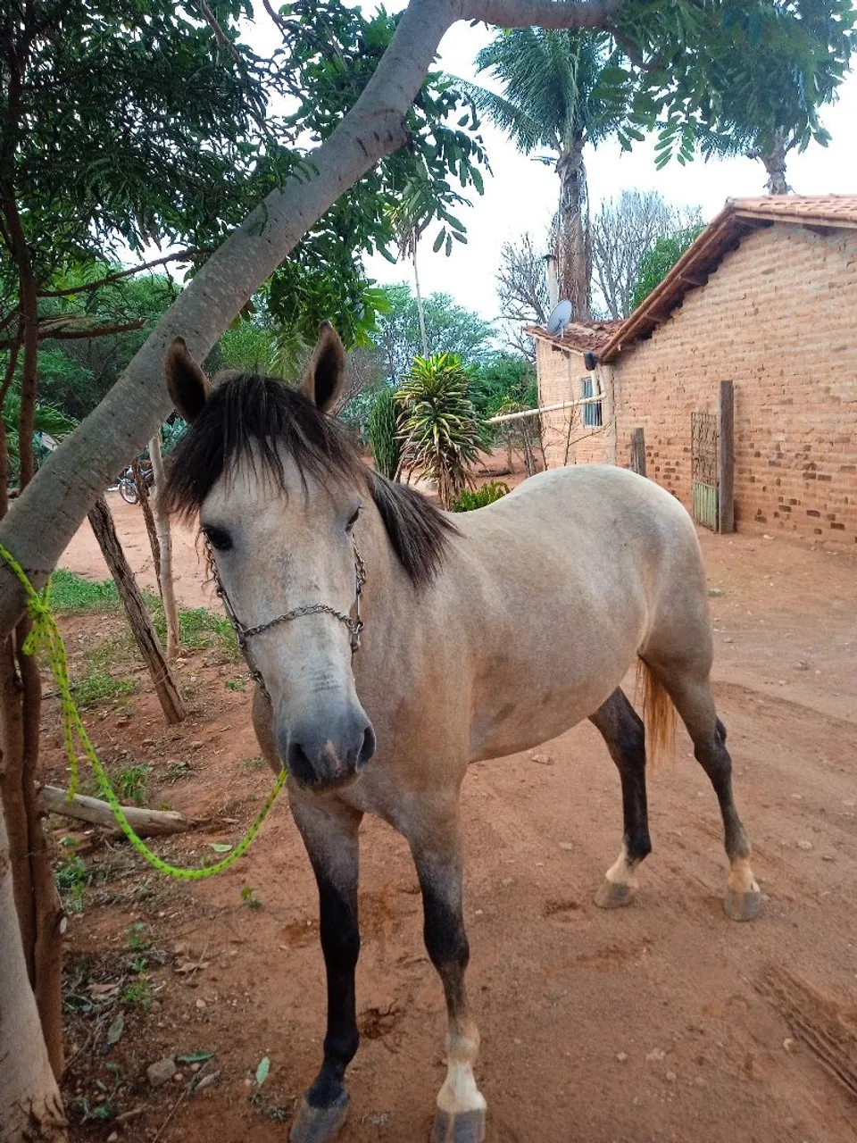 Cavalos - Irundiara, Jacaraci, Bahia