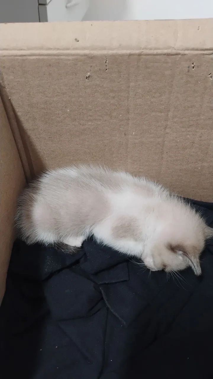 Gatinho lindo (Macho) - Foto 2