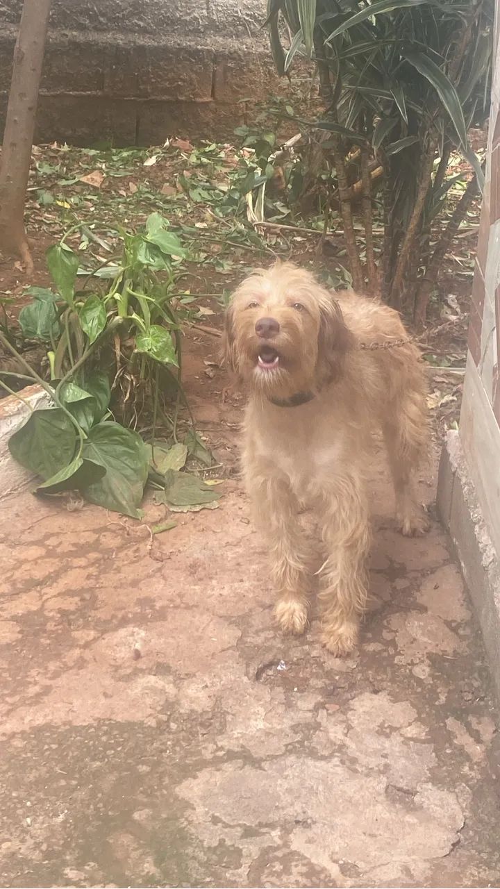 Doa se cachorra com 1 ano
