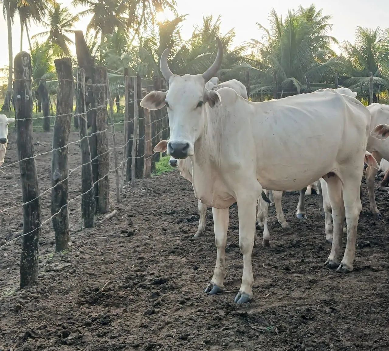 Vaca Nelore